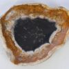 Plate petrified wood 38019
