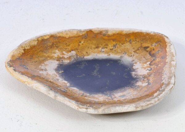 Plate petrified wood 38028