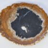 Teller versteinertes Holz 38156