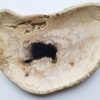 Teller versteinertes Holz 28293