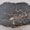 Coffee table petrified wood 40278