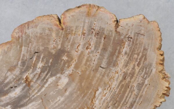 Couchtisch versteinertes Holz 40244