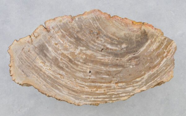 Couchtisch versteinertes Holz 40252