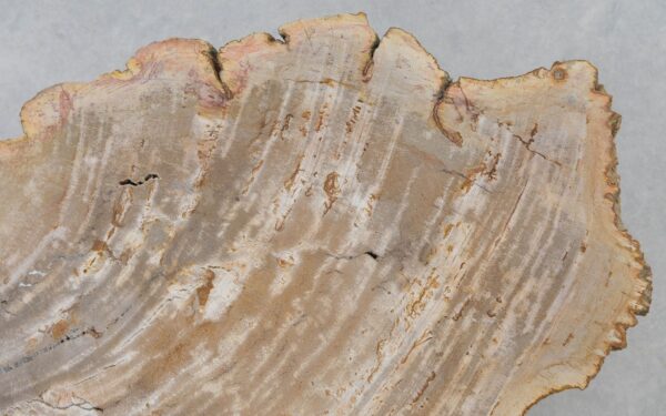 Couchtisch versteinertes Holz 40254