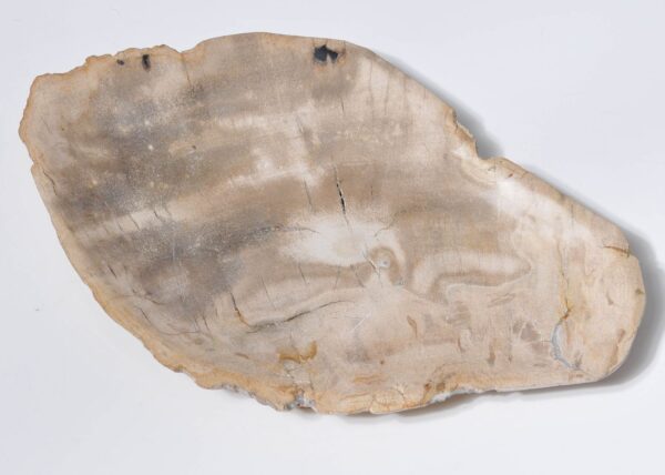Plate petrified wood 33004b