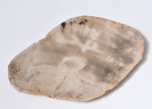 Plate petrified wood 33004c