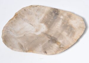 Plate petrified wood 33004d