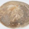 Plate petrified wood 40039e