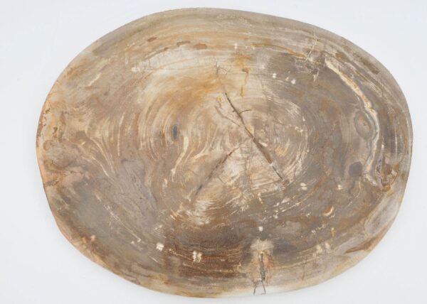 Plate petrified wood 40039e