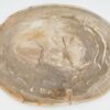 Plate petrified wood 40039i
