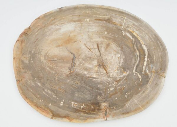 Plate petrified wood 40039i