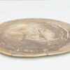 Plate petrified wood 40039i