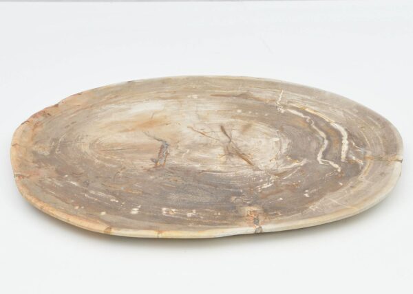 Plate petrified wood 40039i