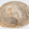 Plate petrified wood 40040c