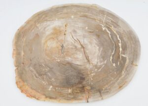 Plate petrified wood 40040c