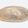 Plate petrified wood 40040c