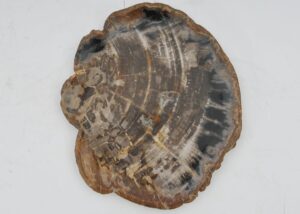 Plate petrified wood 40043a