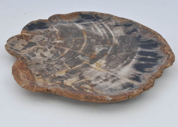 Plate petrified wood 40043a