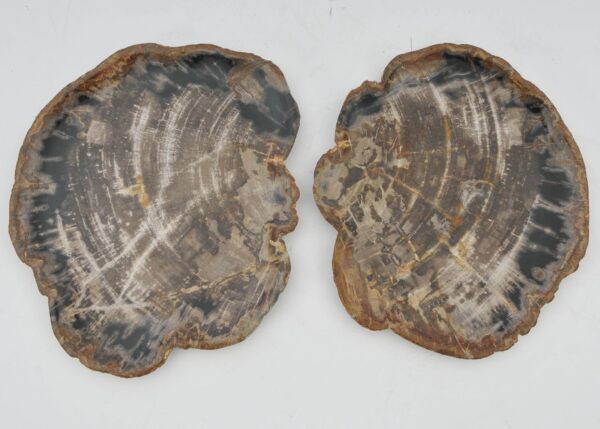 Plate petrified wood 40043a