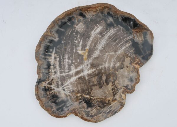 Plate petrified wood 40043b