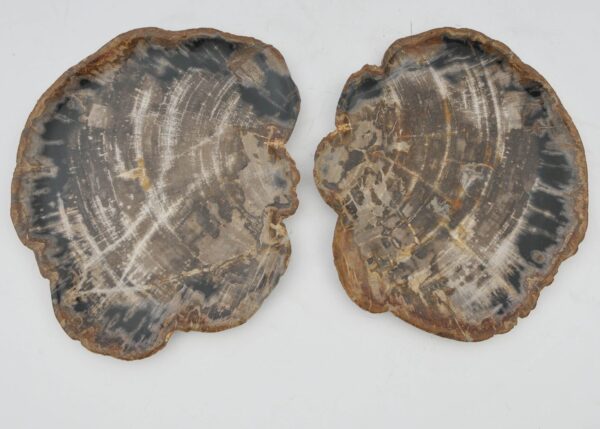 Plate petrified wood 40043b