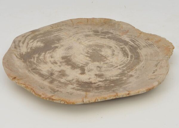 Plate petrified wood 40330c