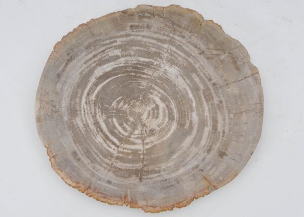 Plate petrified wood 40331a