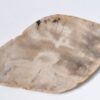 Plato madera petrificada 33004c
