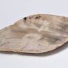 Plato madera petrificada 33004c