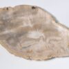 Teller versteinertes Holz 33004b