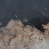 Bord versteend hout 41173