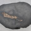 Coffee table petrified wood 41142