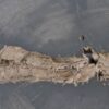 Coffee table petrified wood 41142