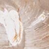 Coffee table petrified wood 41146