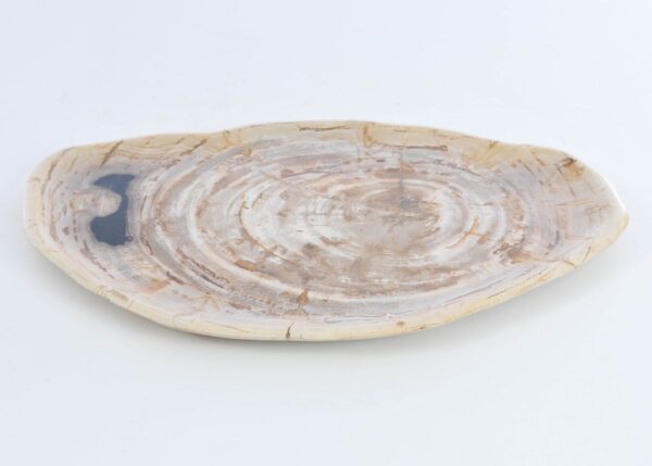 Plate petrified wood 41009a