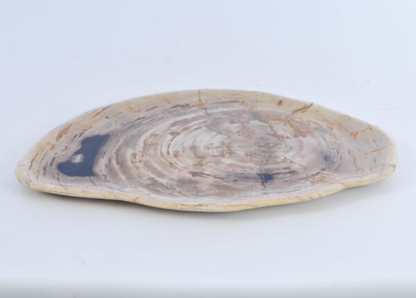Plate petrified wood 41009b