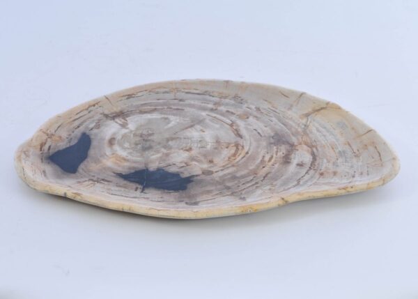 Plate petrified wood 41009d