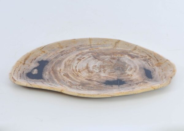 Plate petrified wood 41009e