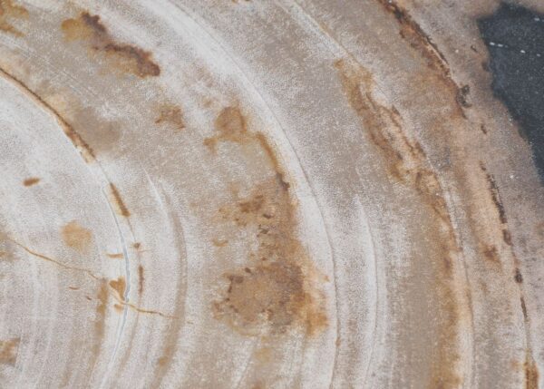 Plate petrified wood 41009p