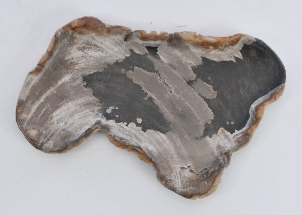 Plate petrified wood 41013a