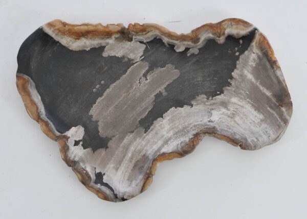 Plate petrified wood 41013f