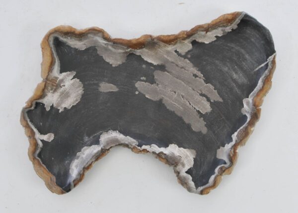 Plate petrified wood 41013o