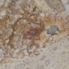Plate petrified wood 41015f