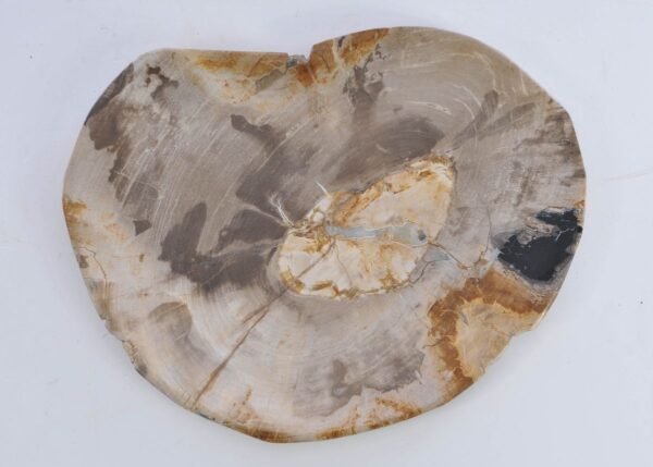 Plate petrified wood 41016a