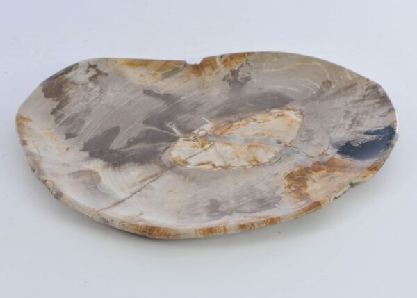 Plate petrified wood 41016a