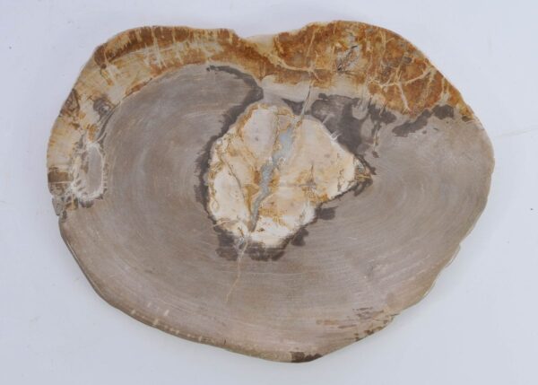 Plate petrified wood 41016b