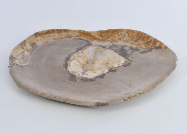 Plate petrified wood 41016b
