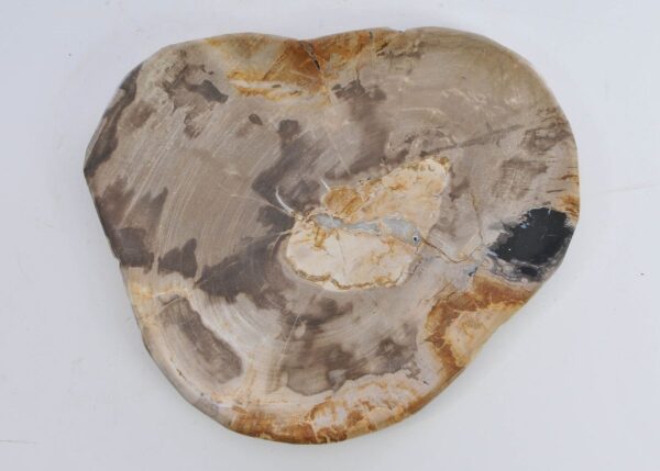 Plate petrified wood 41016c
