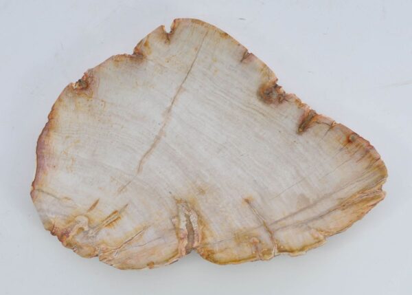 Plate petrified wood 41017a