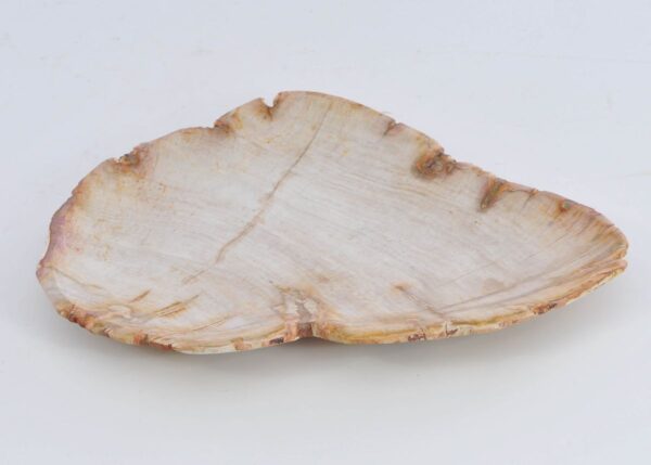 Plate petrified wood 41017a